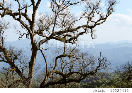 tree on the mountain 19524416