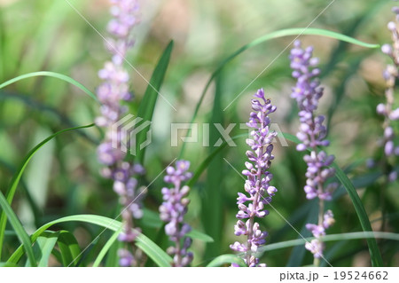 ヤブラン ヤブラン 19524662