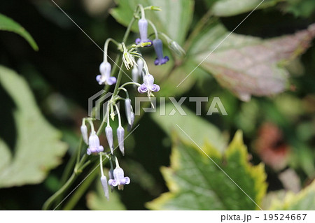 クサボタン クサボタン 19524667