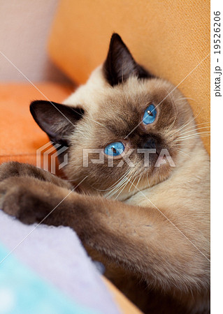 Portrait of cute siamese cat 19526206