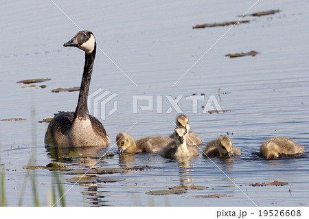 Canada Goose, Branta canadensis, with young 19526608