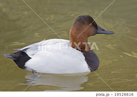 Male Canvasback, Aythya valisineria swimming 19526616
