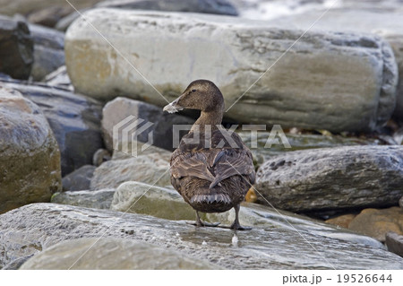 Female Common Eider, Somateria mollissima 19526644