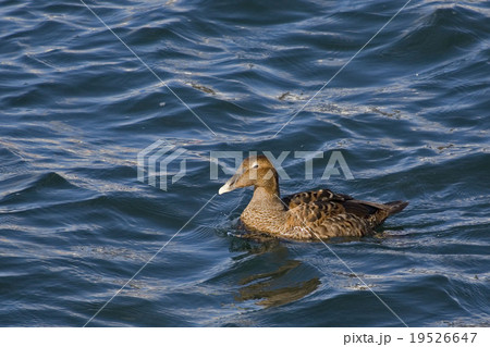 Female Common Eider, S. mollissima, on the water 19526647