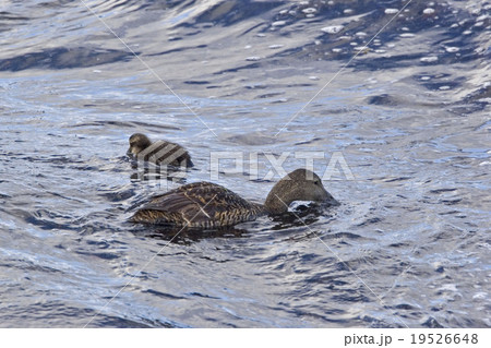 Female Common Eider, S. mollissima, with young 19526648