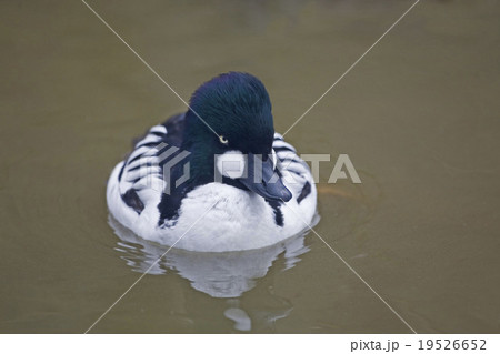 Male Common Goldeneye, Bucephala clangula,close up Male Common Goldeneye, Bucephala clangula,close up 19526652