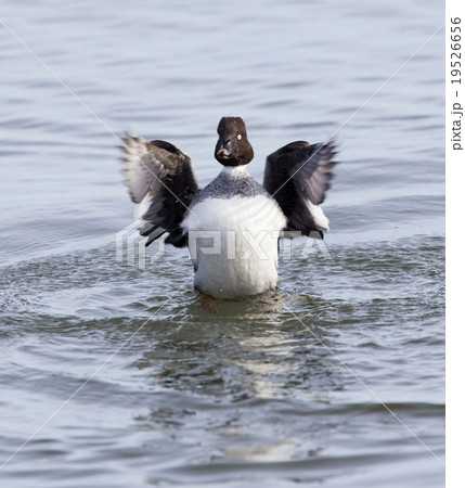 Female Common Goldeneye, B. clangula, wingstand Female Common Goldeneye, B. clangula, wingstand 19526656