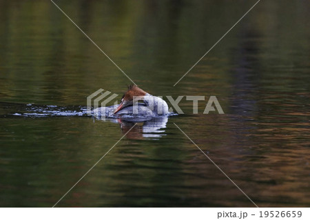 Common Merganser, Mergus merganser, preening Common Merganser, Mergus merganser, preening 19526659