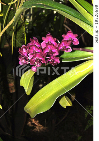 リンコスティリス・ギガンテア 19526699