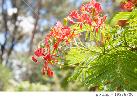ロイヤル・ポインシアナ 19526700