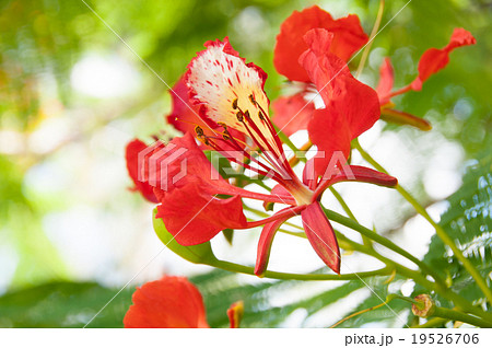 ロイヤル・ポインシアナ 19526706