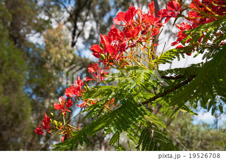 ロイヤル・ポインシアナ ロイヤル・ポインシアナ 19526708
