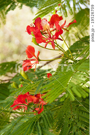 ロイヤル・ポインシアナ ロイヤル・ポインシアナ 19526709