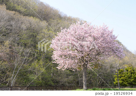 桜(一本の木) 桜(一本の木) 19526934