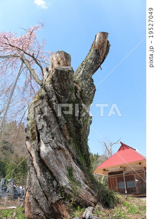 小塩の桜(うえんで) 小塩の桜(うえんで) 19527049