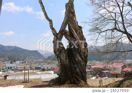 小塩の桜(うえんで) 19527050