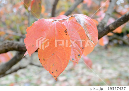 柿の葉の紅葉 19527427