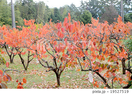 柿の木畑    紅葉 19527519