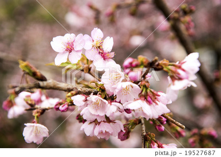 安行桜 19527687