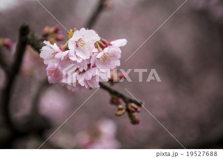安行桜 19527688