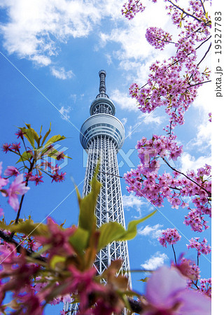 東京スカイツリーと河津桜の写真素材