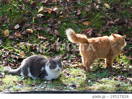 仲良しの猫 仲良しの猫 19527826