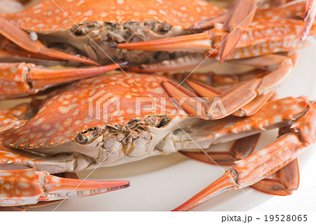 steamed crab for seafood steamed crab for seafood 19528065