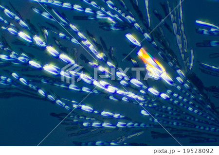 ビタミンCの結晶 ビタミンCの結晶 19528092