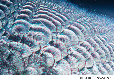 ビタミンCの結晶 19528197