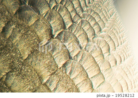 ビタミンCの結晶 ビタミンCの結晶 19528212