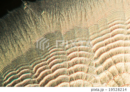 ビタミンCの結晶 19528214