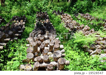 キノコの栽培風景(シイタケ) キノコの栽培風景(シイタケ) 19528547