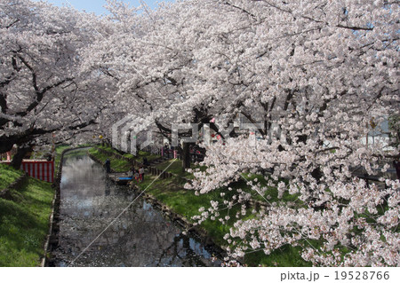 新河岸川の水面に映る桜並木 19528766