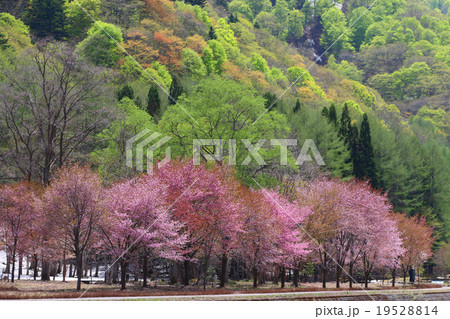 ミニ尾瀬公園の桜 19528814