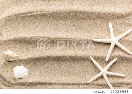 砂浜のヒトデと貝 19528983