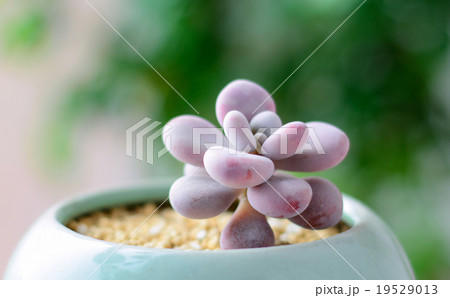 多肉植物 盆栽 ボンサイ 19529013