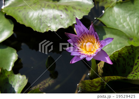 White lotus 19529425