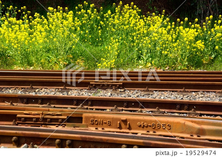 菜の花咲く小湊鉄道にて 19529474