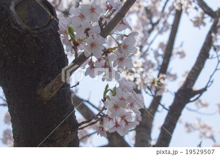 サクラ 19529507