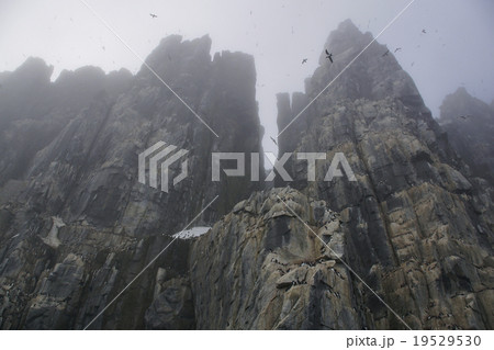 ミツユビカモメのコロニー 19529530