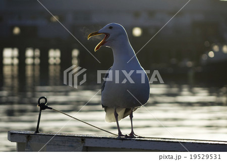 アメリカオオセグロカモメ アメリカオオセグロカモメ 19529531