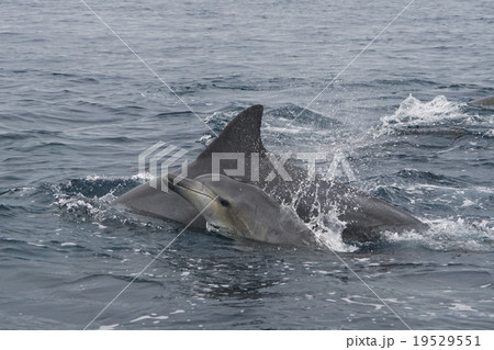 ミナミハンドウイルカ 19529551