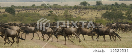 オグロヌー オグロヌー 19529555