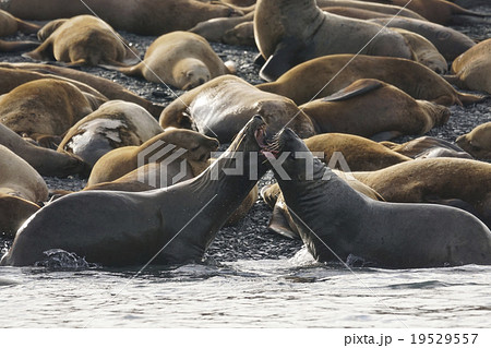 トド トド 19529557