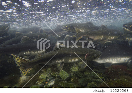 カラフトマス 19529563