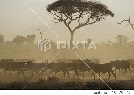 ウシ ウシ 19529577