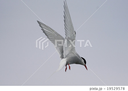 キョクアジサシ 19529578