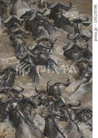 オグロヌー オグロヌー 19529596