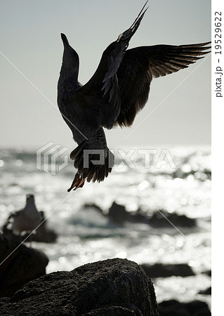 アメリカオオセグロカモメ アメリカオオセグロカモメ 19529622