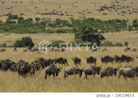 オグロヌー 19529653